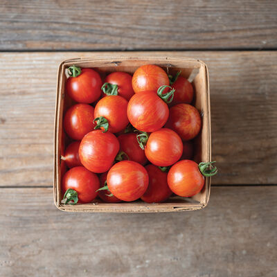 Honey Bee Cherry Tomatoes