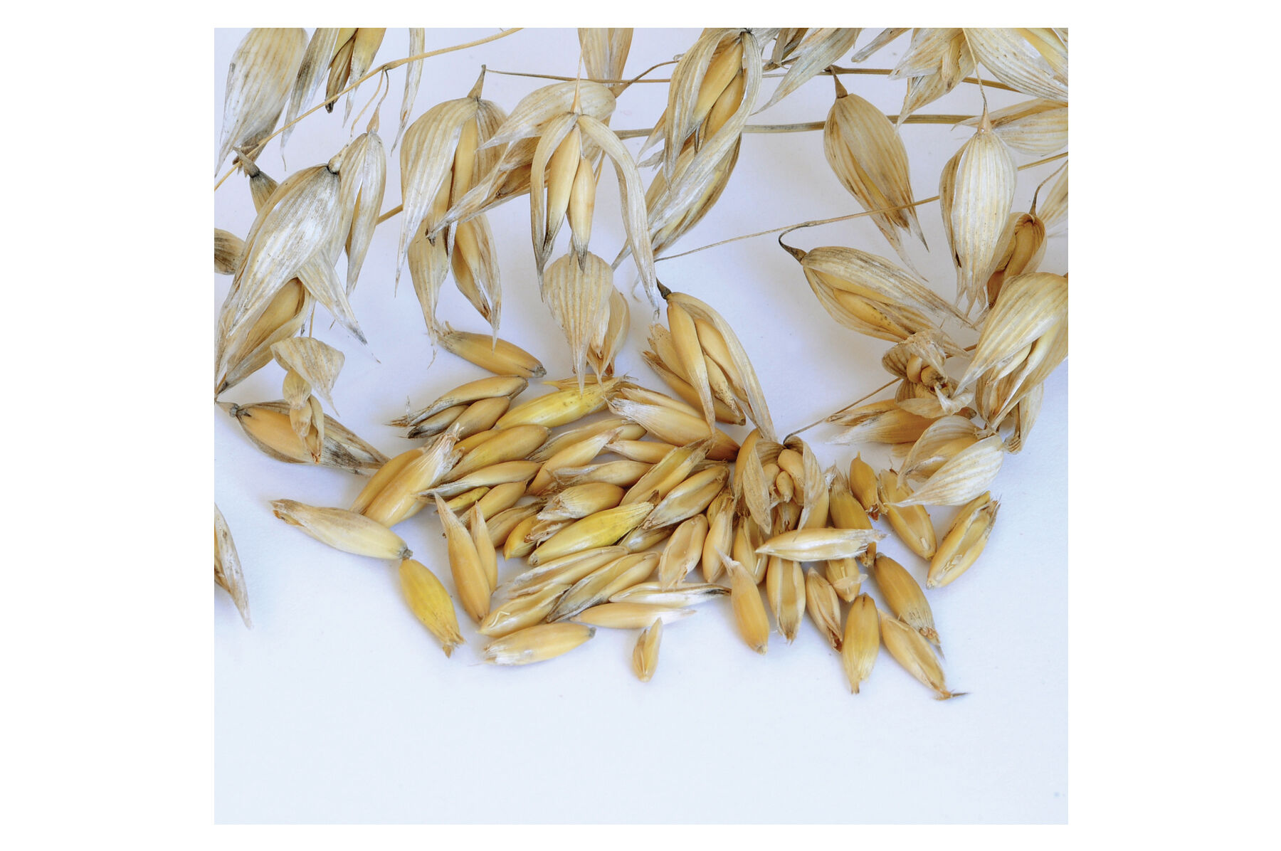 Oats (Common) Oats
