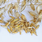 Oats (Common) Oats (Common) Oats