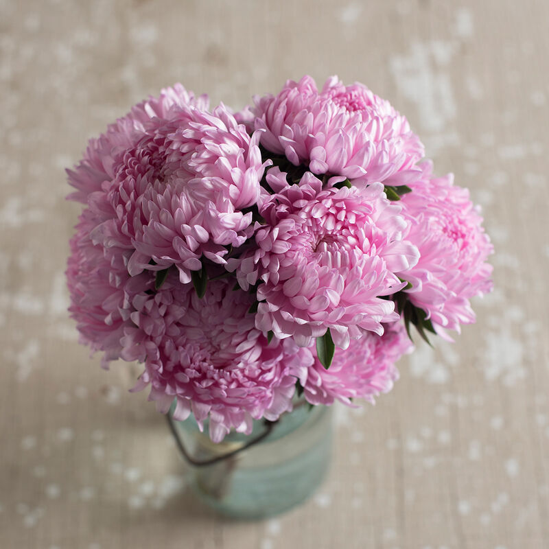 Tower Salmon Tower Salmon Aster