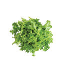 Tango Oakleaf Lettuce