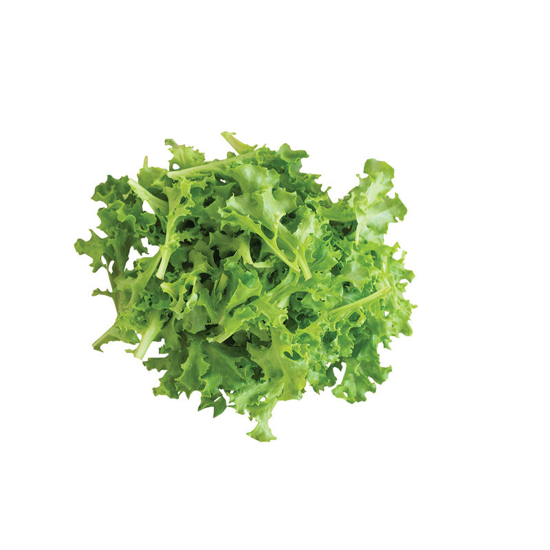 Tango Oakleaf Lettuce