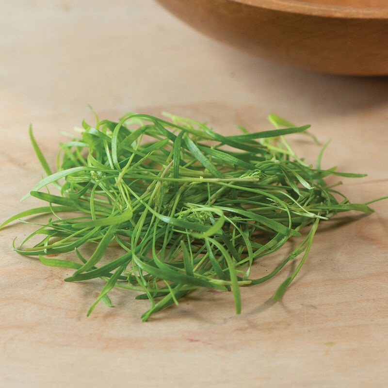 Fennel, Green Microgreen Herbs