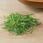 Fennel, Green Microgreen Herbs