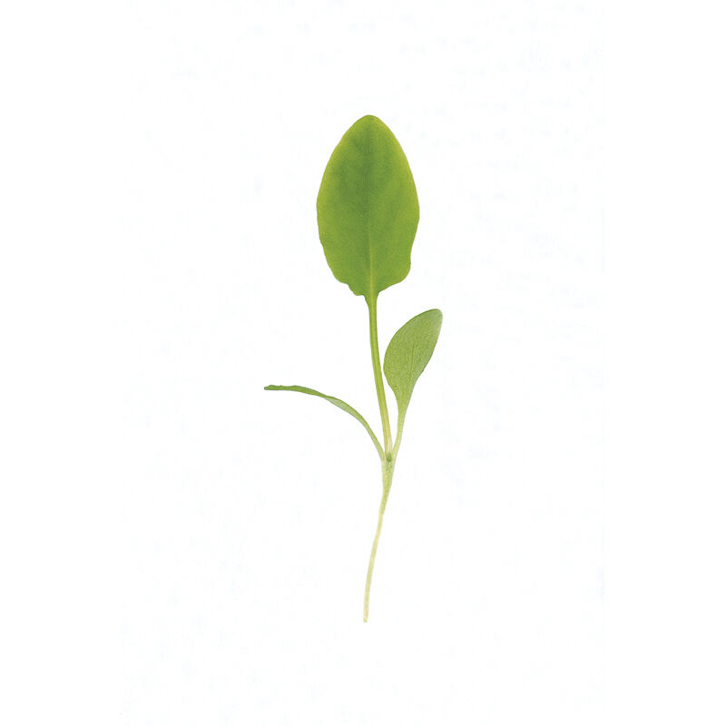 Sorrel Microgreen Herbs