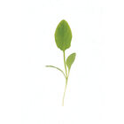 Sorrel Microgreen Herbs