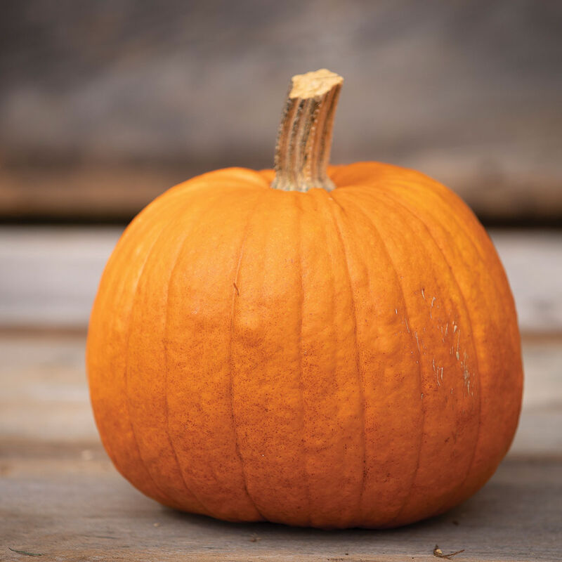 New England Pie Pie Pumpkins