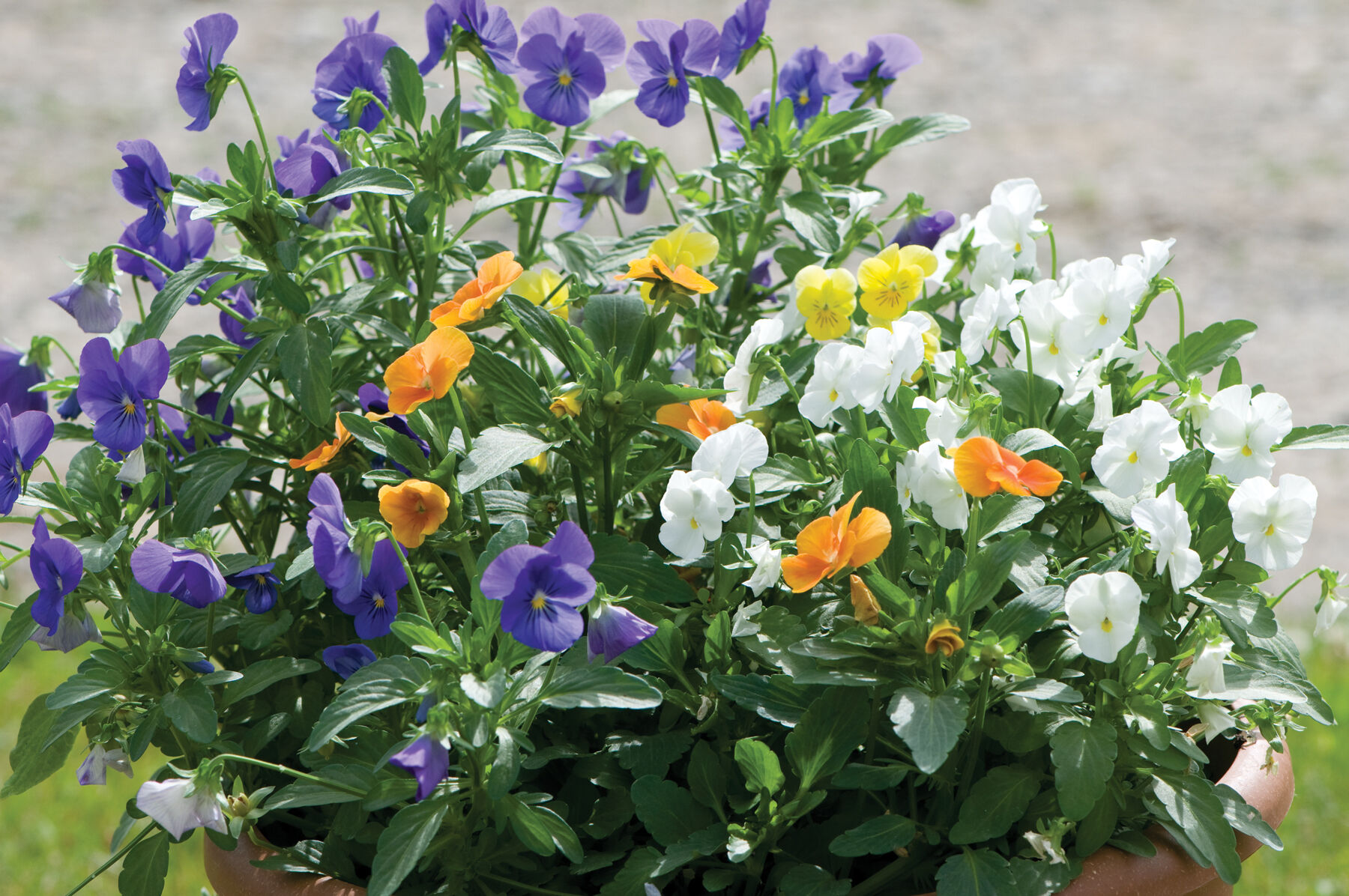 Penny&trade; All Season Mix Viola (Pansy)