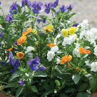 Penny™ All Season Mix Penny™ All Season Mix Viola (Pansy)