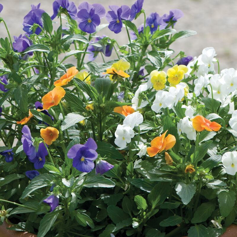 Penny™ All Season Mix Penny™ All Season Mix Viola (Pansy)