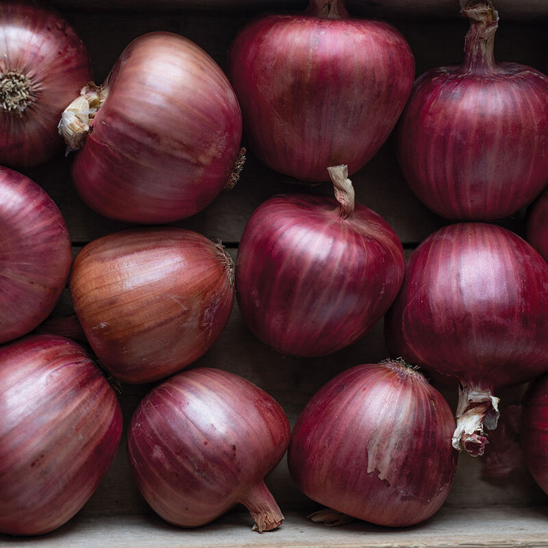 Rossa di Milano Full-Size Onions