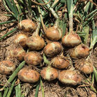 Vidora Full-Size Onions