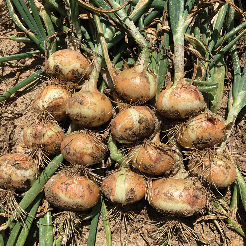 Vidora Full-Size Onions