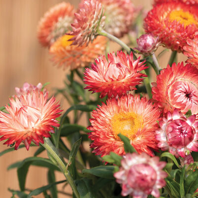 Monster Mix, Strawflower Seeds | New for 2024