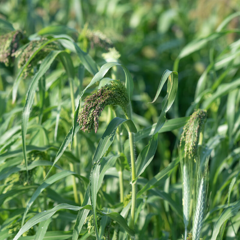 Green Drops Grasses, Ornamental