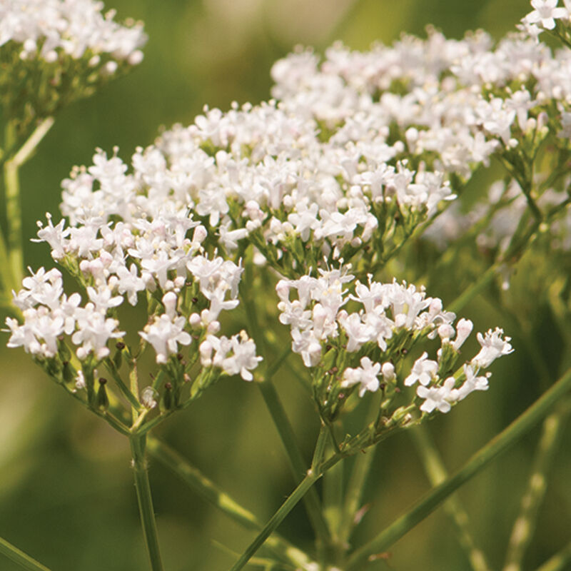 Common Valerian Valerian