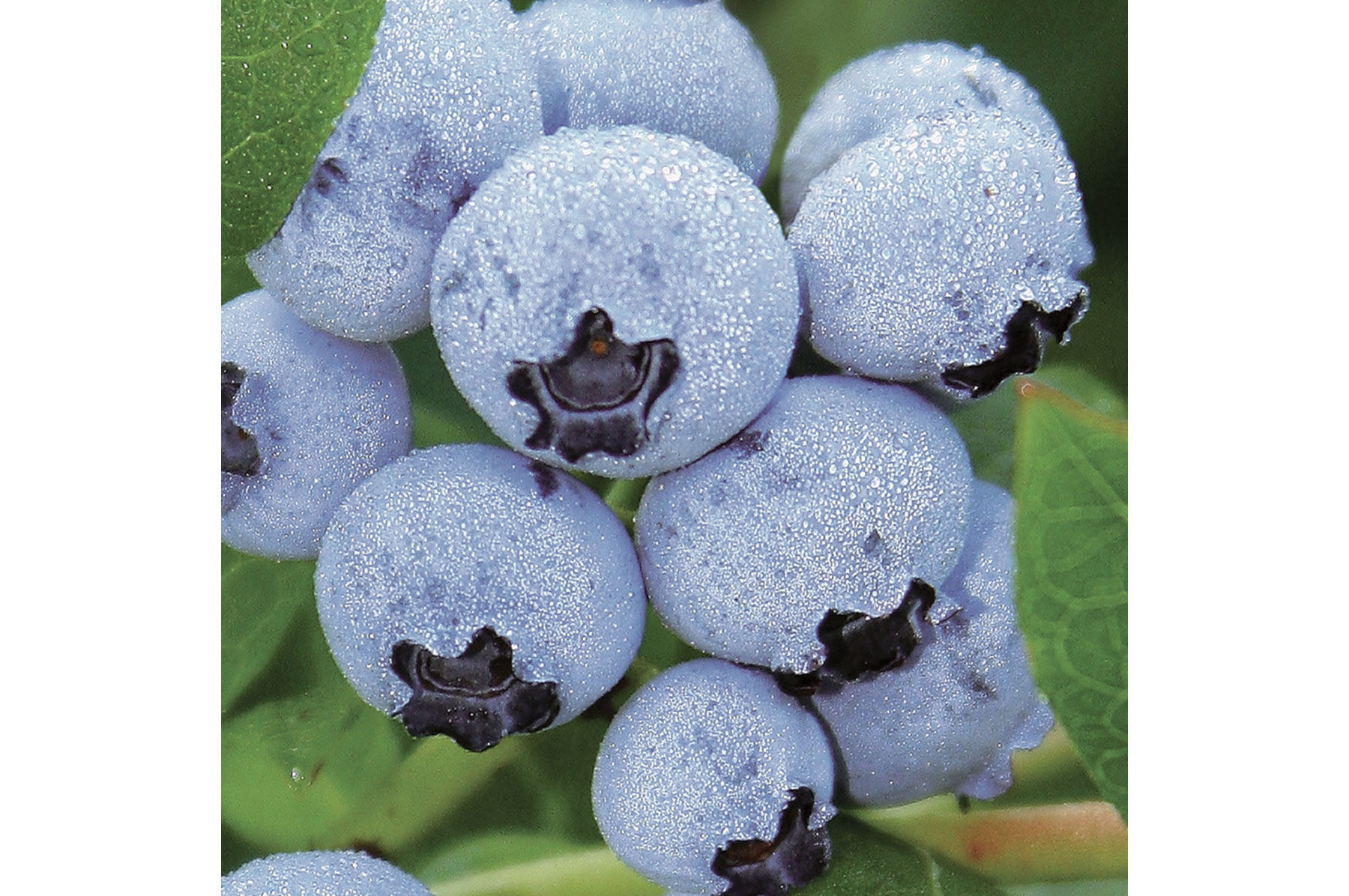 Northland - Blueberry Plants | Johnny's Selected Seeds