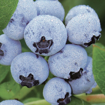 Northland Blueberry