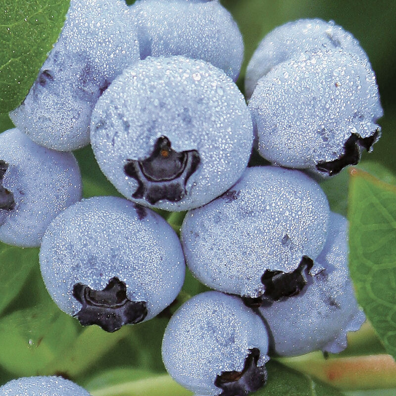 Northland Blueberry