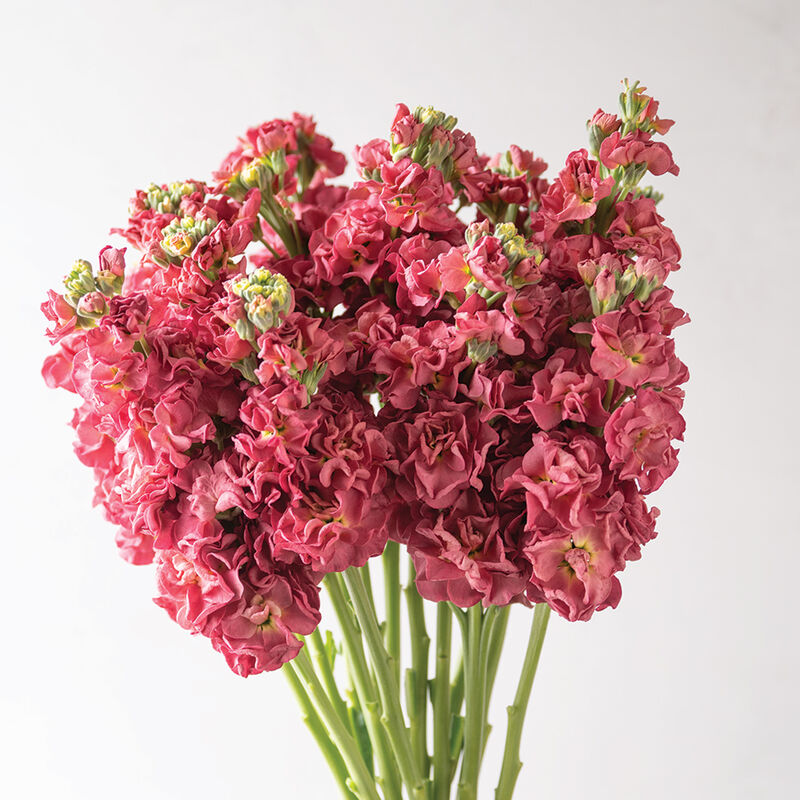 Colored Stock Bouquet Colored Stock Bouquet