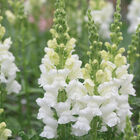 Costa Midly White II Snapdragon