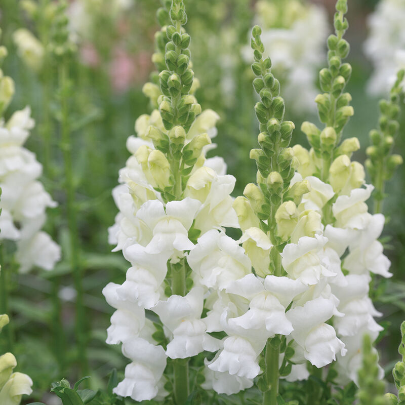 Costa Midly White II Snapdragon