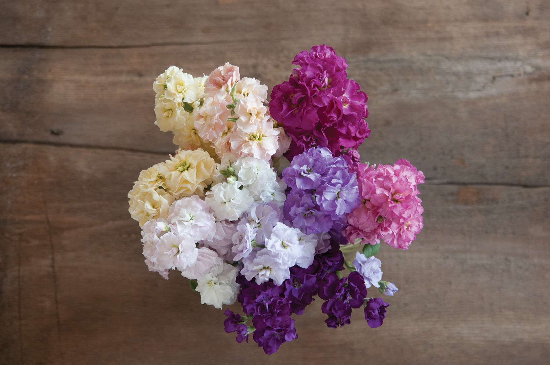 Quartet Formula Mix Stock