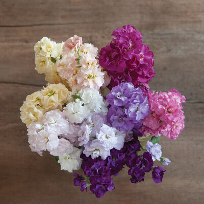 Quartet Formula Mix Stock