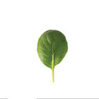 Tatsoi Asian Greens