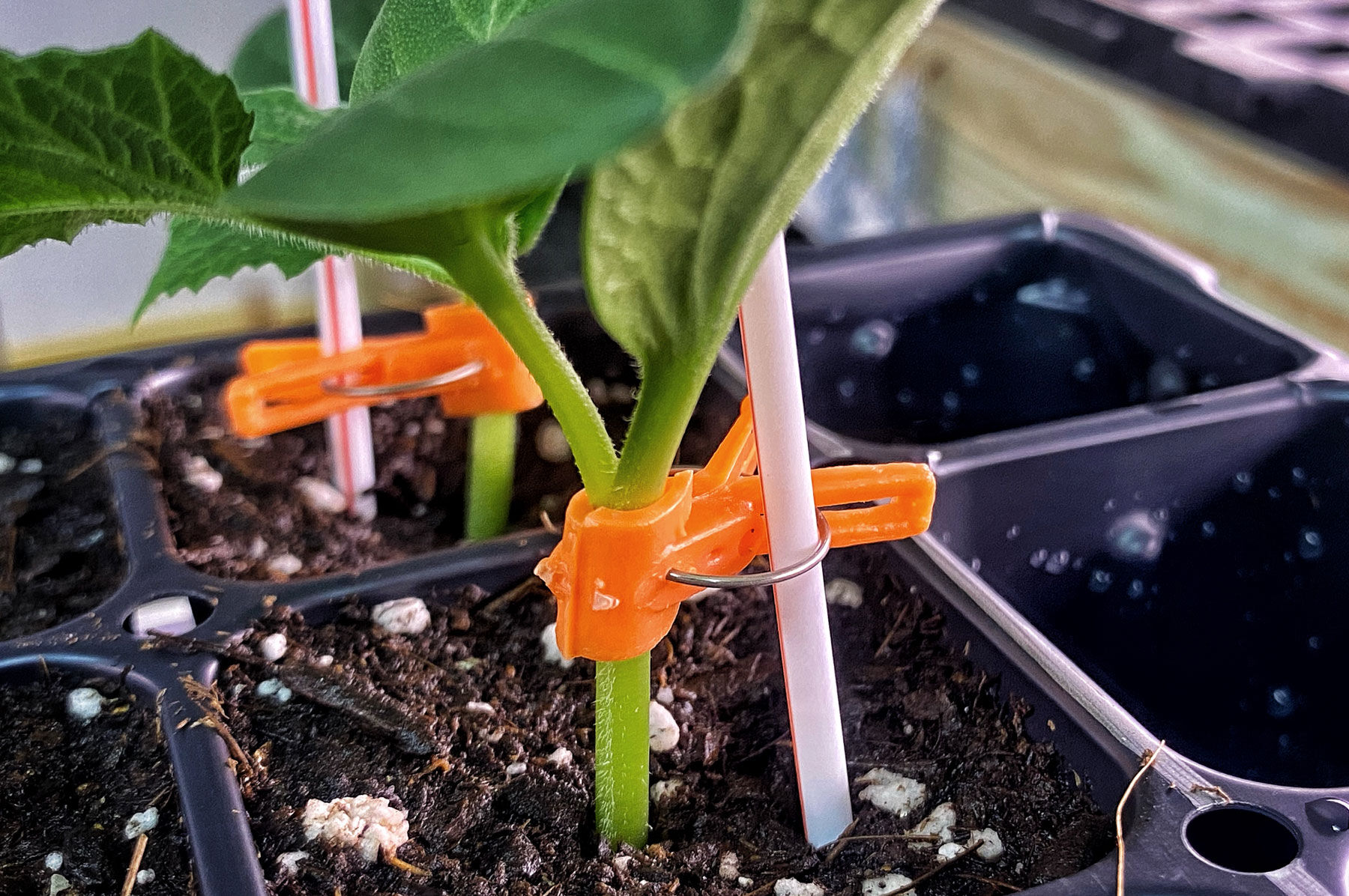 Tetsukabuto Rootstock - (F1) Rootstock Seed | Johnny's Selected Seeds