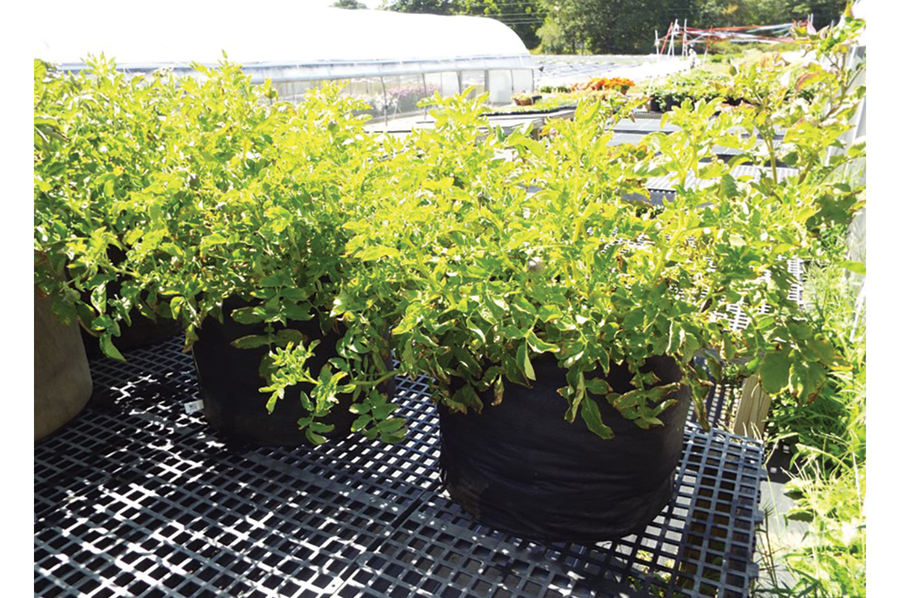 Smart Pot&reg; &ndash; 20 Gal. Grow Bags