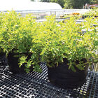 Smart Pot® – 20 Gal. Grow Bags