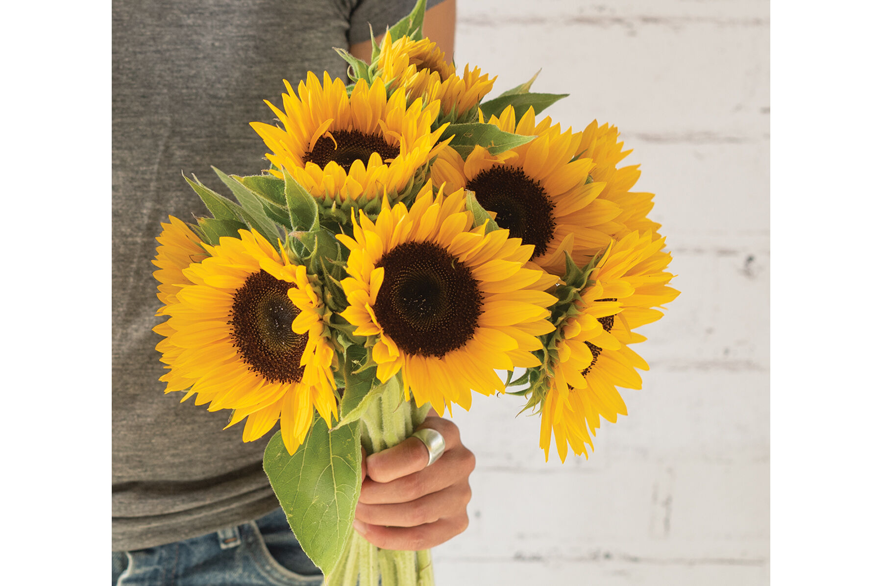 Sunflower Seeds for Planting | Johnny's Selected Seeds