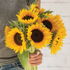 Winter Zohar Tall Sunflowers
