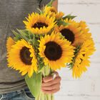 Winter Zohar Winter Zohar Tall Sunflowers
