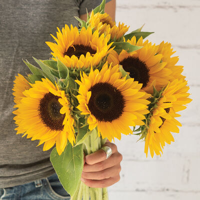 Winter Zohar Winter Zohar Tall Sunflowers