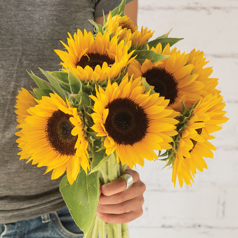 Winter Zohar Winter Zohar Tall Sunflowers