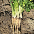 Bingo Belgian Endive (Witloof)