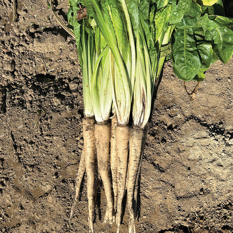 Bingo Belgian Endive (Witloof)