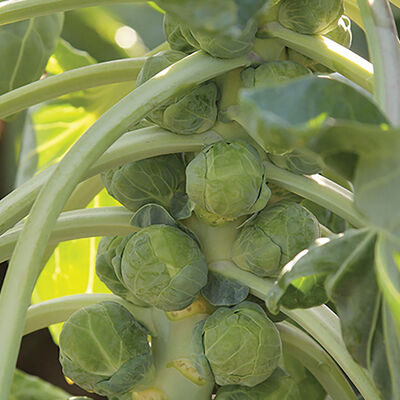 Gladius Brussels Sprouts