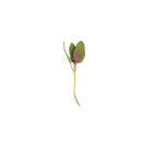 Magenta Spreen Microgreen Vegetables