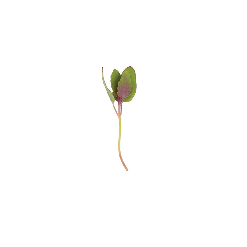 Magenta Spreen Microgreen Vegetables
