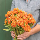 Orange Queen Improved Celosia