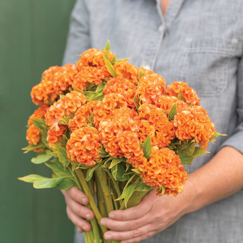 Orange Queen Improved Celosia