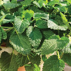 Mandarina Lemon Balm