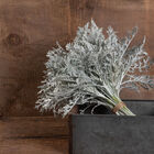 Silverdust Dusty Miller