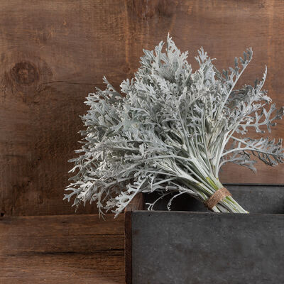 Silverdust Dusty Miller