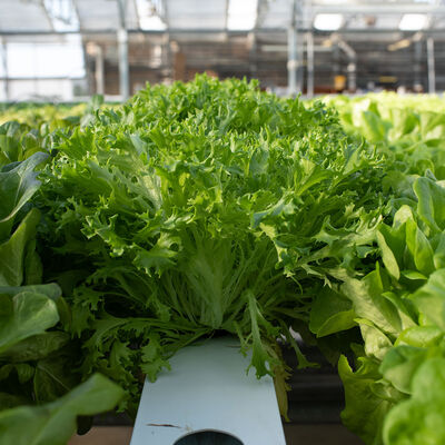 Salanova® Hydroponic Green Sweet Crisp Salanova® Lettuce