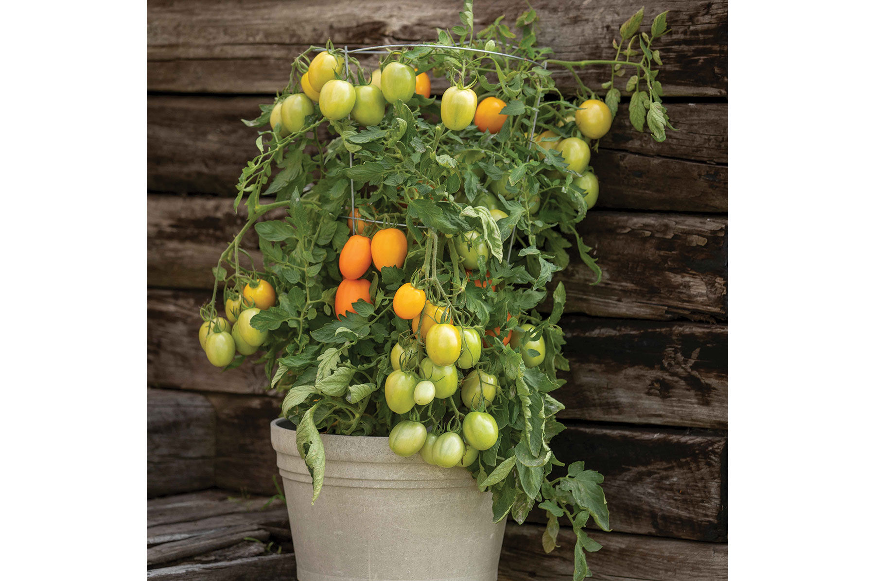 Sunrise Sauce Paste Tomatoes