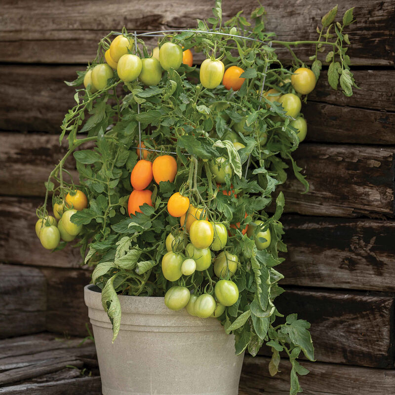 Sunrise Sauce Sunrise Sauce Paste Tomatoes